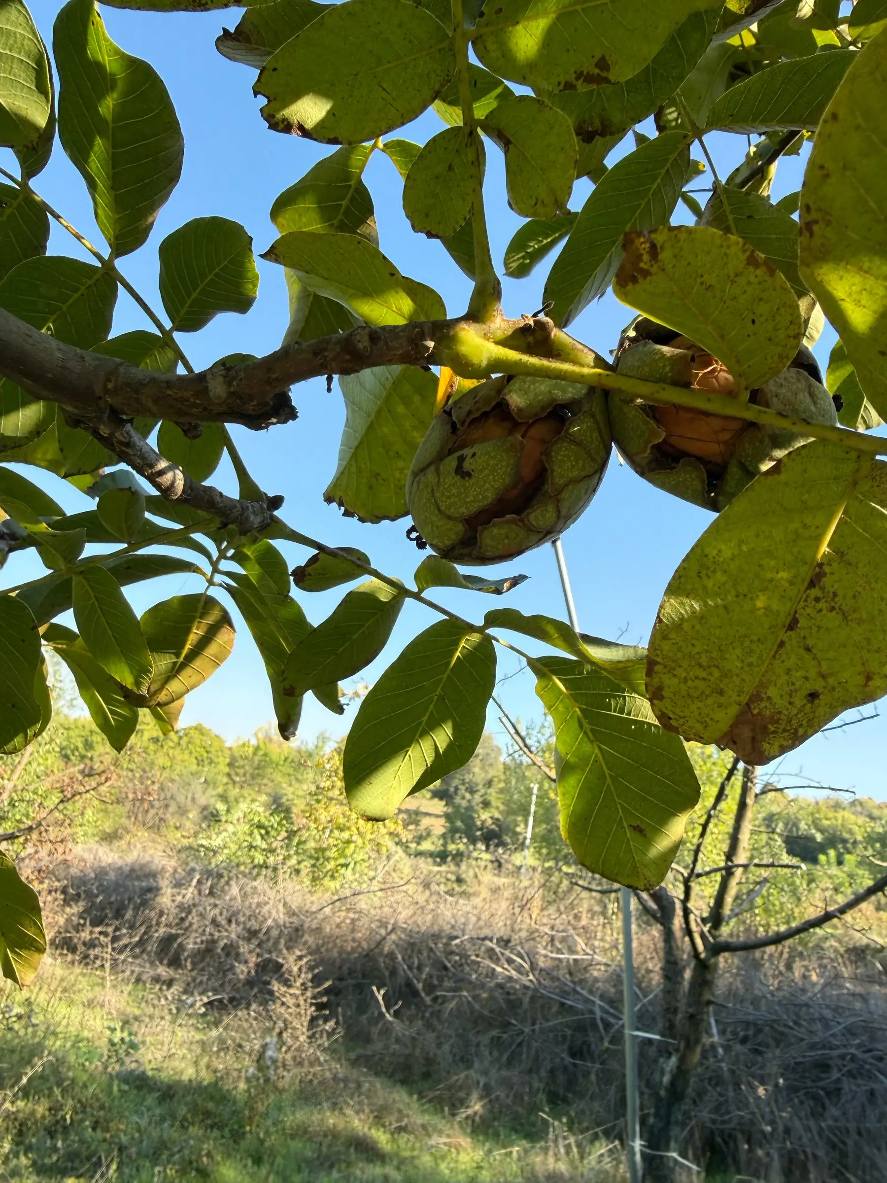 Dalda yeşil kabuğu çatlamış iki ceviz, arkada mavi gök